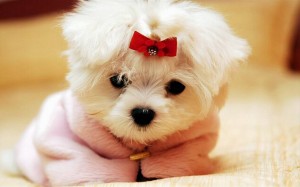 cute_dogs__wallpaper_images